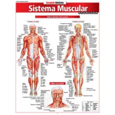 Sistema muscular avançado Sistema muscular avançado