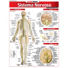 Sistema nervoso avançado Sistema nervoso avançado
