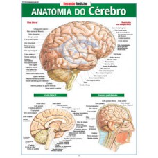 Anatomia do cérebro