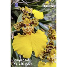 Orquídeas Gomesa - Mestre das Orquídeas - Volume 32